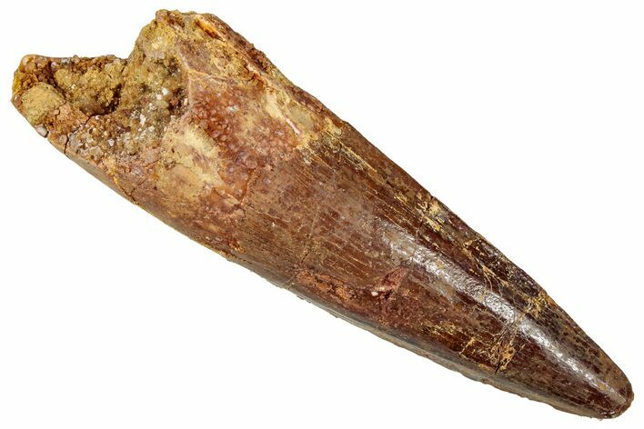 Fossil Spinosaurus Tooth - Real Dinosaur Tooth #357472